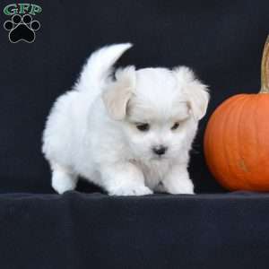 Kinsley, Maltese Puppy